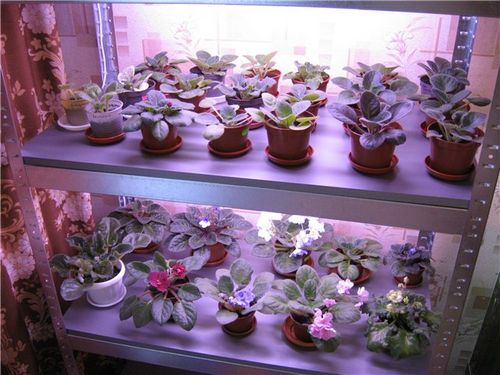Фитолампы светодиодные лампы для растений - особенности выбора и применение