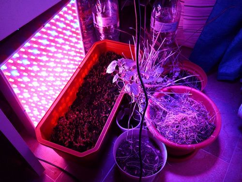 Фитолампы светодиодные лампы для растений - особенности выбора и применение