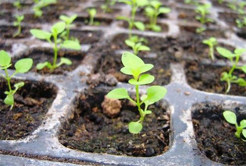 Годеция выращивание из семян когда сажать - пошаговое руководство и правила выращивания