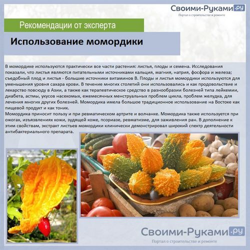 Момордика: выращивание и уход - подробная информация!