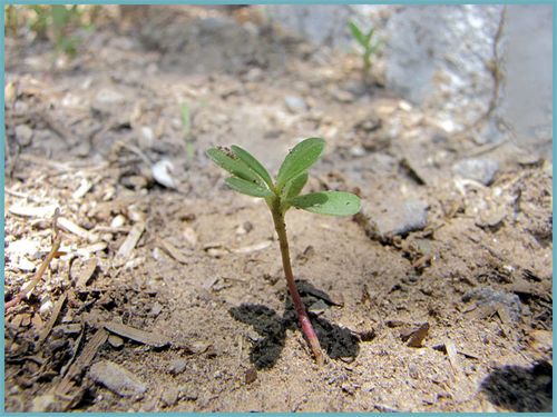 Портулак: выращивание из семян, когда сажать - сроки, правила, инструкции!