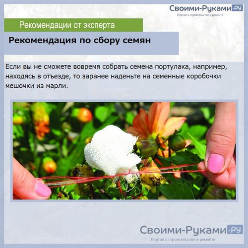 Портулак: выращивание из семян, когда сажать - сроки, правила, инструкции!
