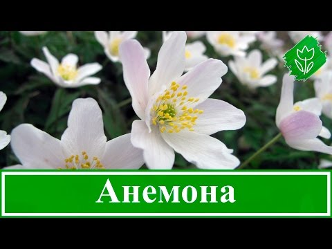 Анемоны: фото, посадка, уход, выращивание