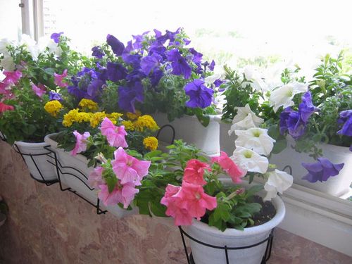 Цветы на балконе (75 фото): балконные ящики с вьющимися растениями для оформления, петуния и зимний сад