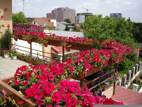 Цветы на балконе: выбор и расположение, дизайн, фото и названия (видео)