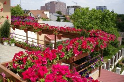 Цветы на балконе: выбор и расположение, дизайн, фото и названия (видео)