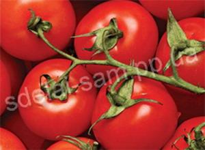 Как правильно посадить рассаду помидор