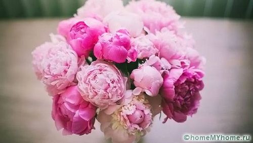 Каталог многолетних цветов для дачи: фото с названиями