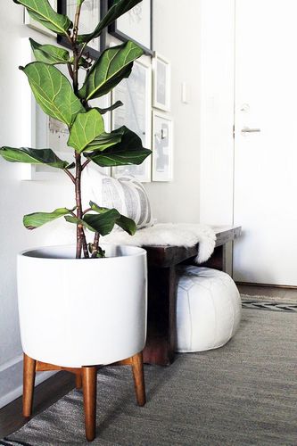 Комнатные растения в интерьере квартиры - интересные варианты оформления (55 фото): роль искусственных цветов, орхидеи