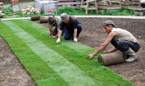 Укладка газона (49 фото): как укладывают покрытие на даче своими руками, какую траву можно посадить, ландшафтный дизайн и примеры лужаек с грядками
