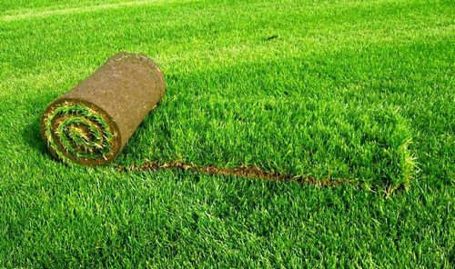 Укладка газона (49 фото): как укладывают покрытие на даче своими руками, какую траву можно посадить, ландшафтный дизайн и примеры лужаек с грядками