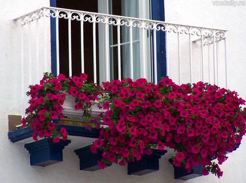 Вьющиеся растения для балкона: выбор и уход (фото)
